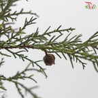 Sabina Leaf 圆柏 (Per Bunch)