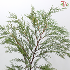Sabina Leaf 圆柏 (Per Bunch)