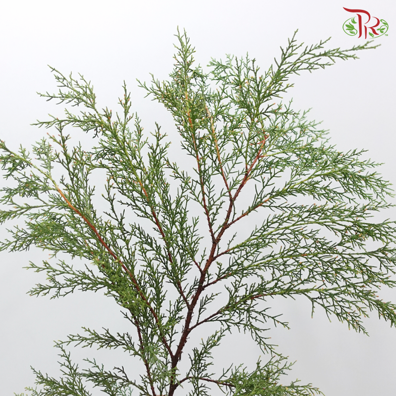 Sabina Leaf 圆柏 (Per Bunch)