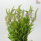 Sage - Light Purple (Per Bunch)