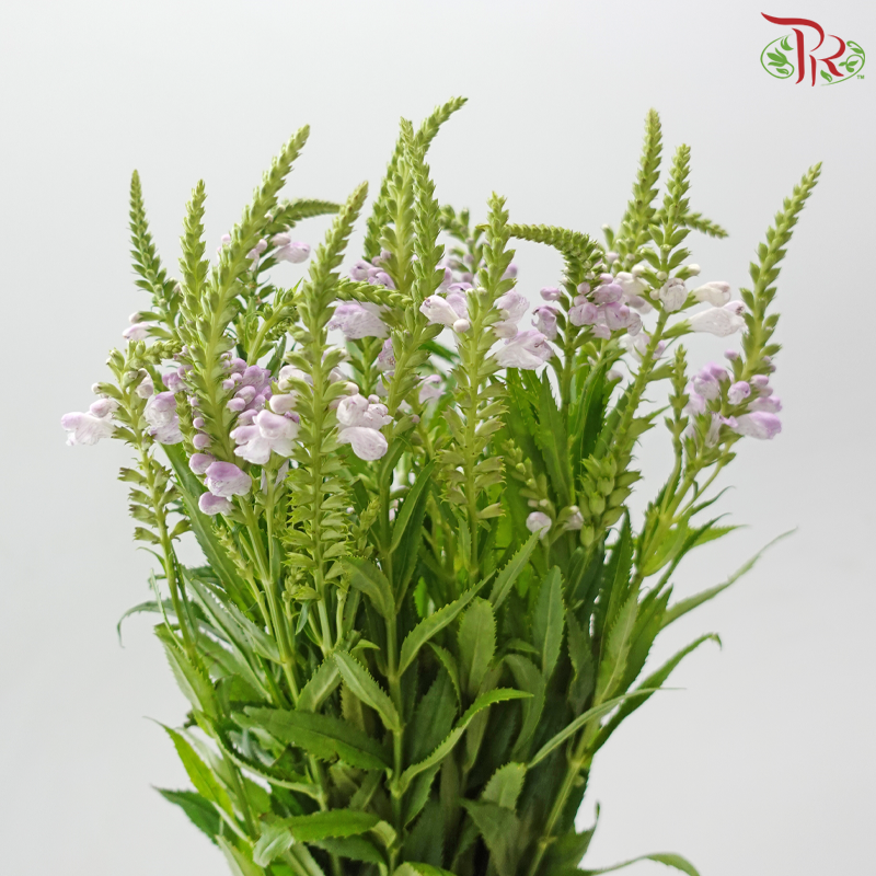 Sage - Light Purple (Per Bunch)