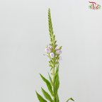 Sage - Light Purple (Per Bunch)