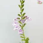 Sage - Light Purple (Per Bunch)