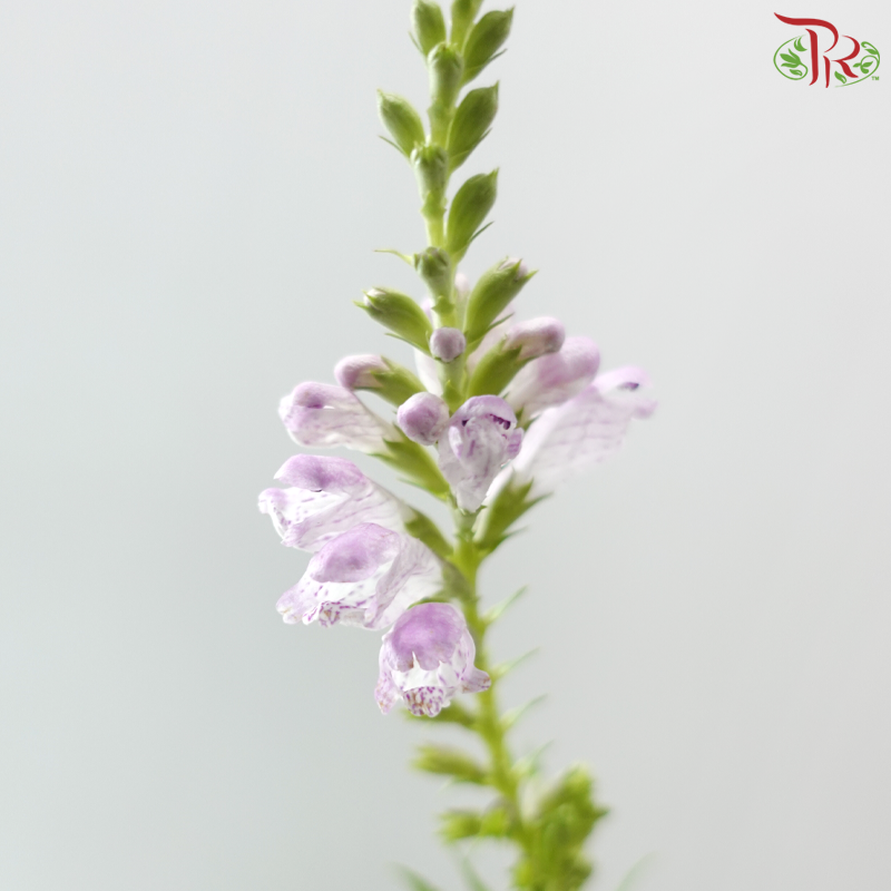 Sage - Light Purple (Per Bunch)