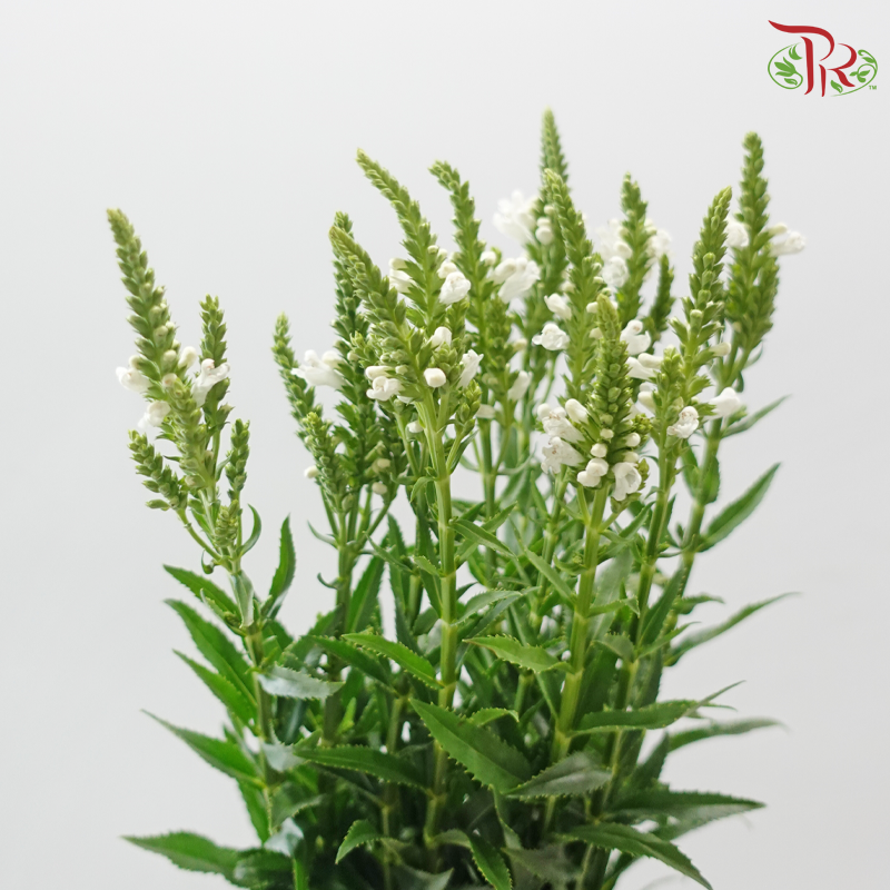 Sage - White (Per Bunch)