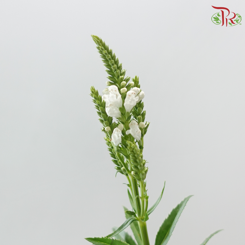 Sage - White (Per Bunch)