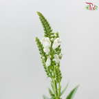 Sage - White (Per Bunch)
