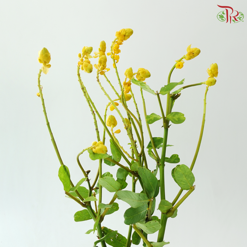 Siamese Senna (3 Stems)