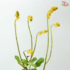 Siamese Senna (3 Stems)