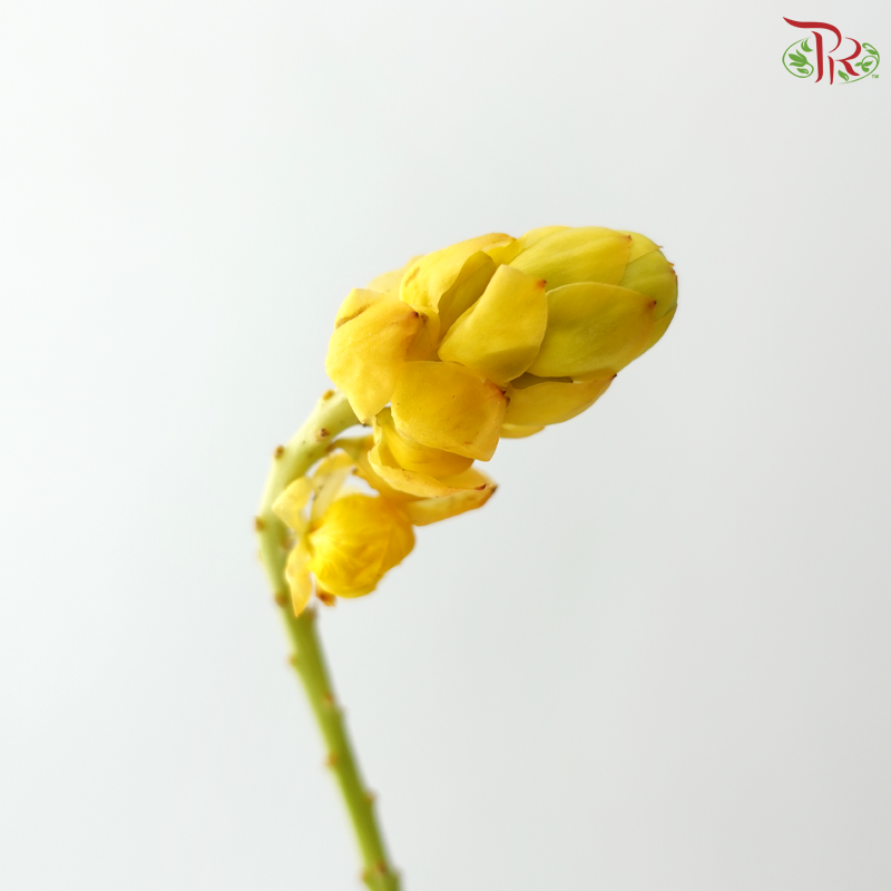 Siamese Senna (3 Stems)