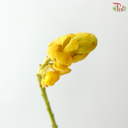 Siamese Senna (3 Stems)