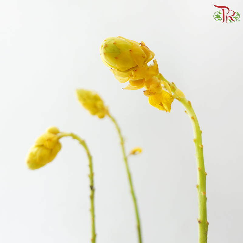 Siamese Senna (3 Stems)