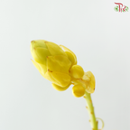 Siamese Senna (3 Stems)
