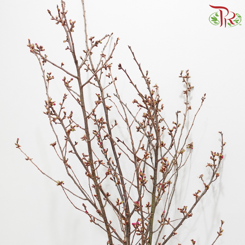 Sakura Blossom《桃花》- Pink (Per Bunch)