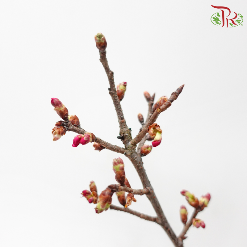 Sakura Blossom《桃花》- Pink (Per Bunch)