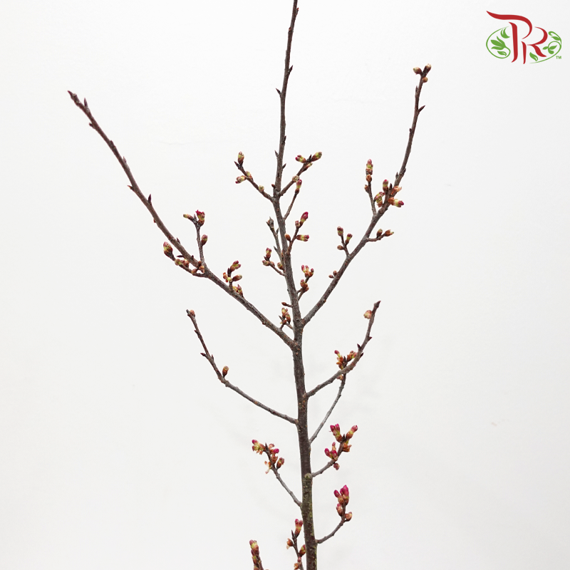 Sakura Blossom《桃花》- Pink (Per Bunch)