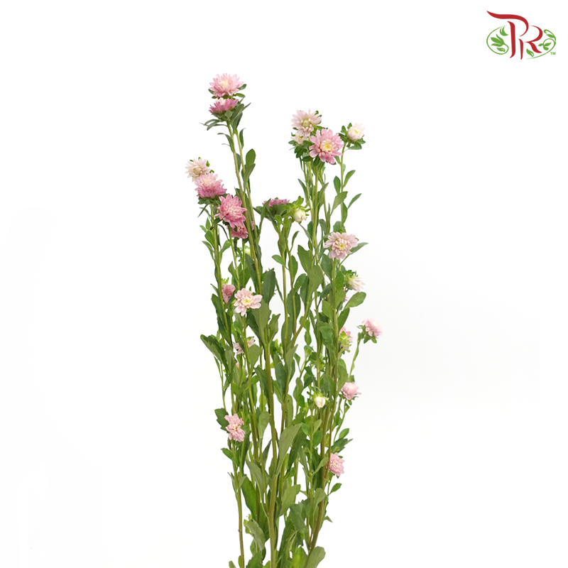 Sakura Daisy - Pink (Per Bunch) - Pudu Ria Florist