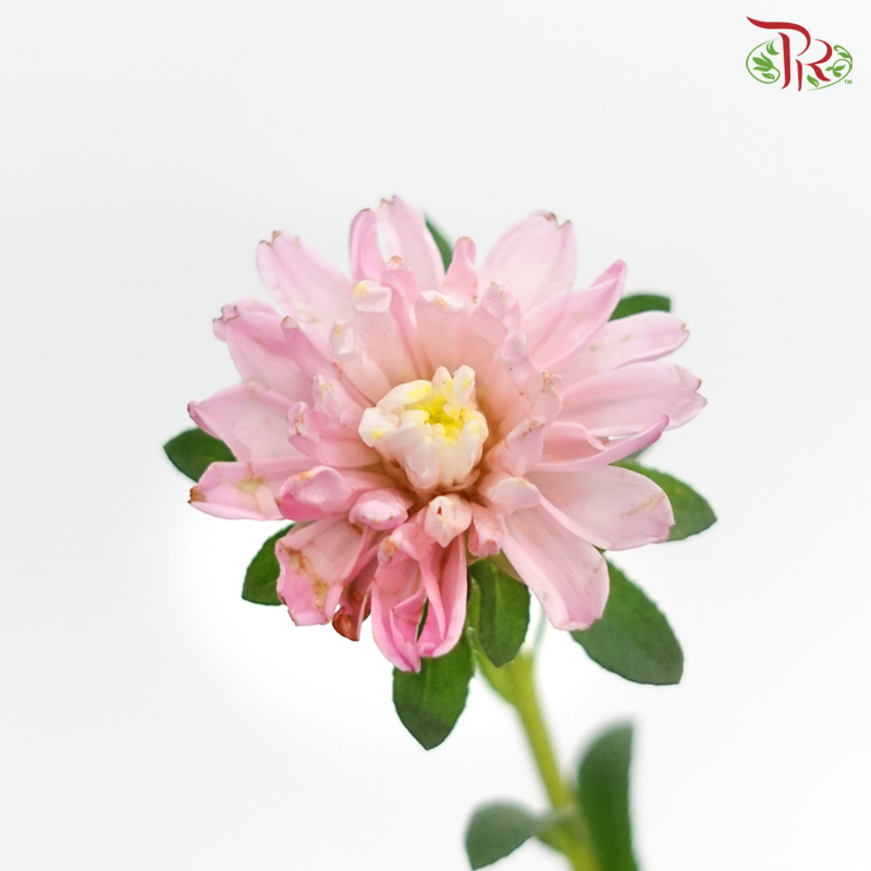 Sakura Daisy - Pink (Per Bunch) - Pudu Ria Florist