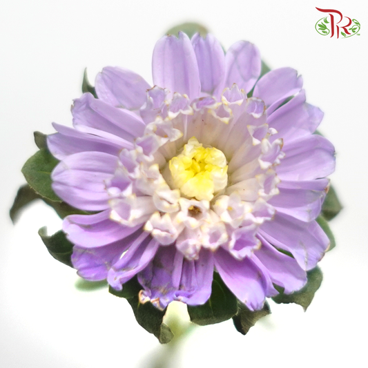 Sakura Daisy - Purple (Per Bunch) - Pudu Ria Florist