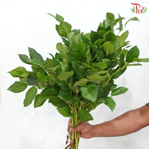 Salal Leaf (With Size Option)
