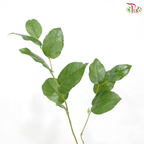 Salal Leaf Mini
