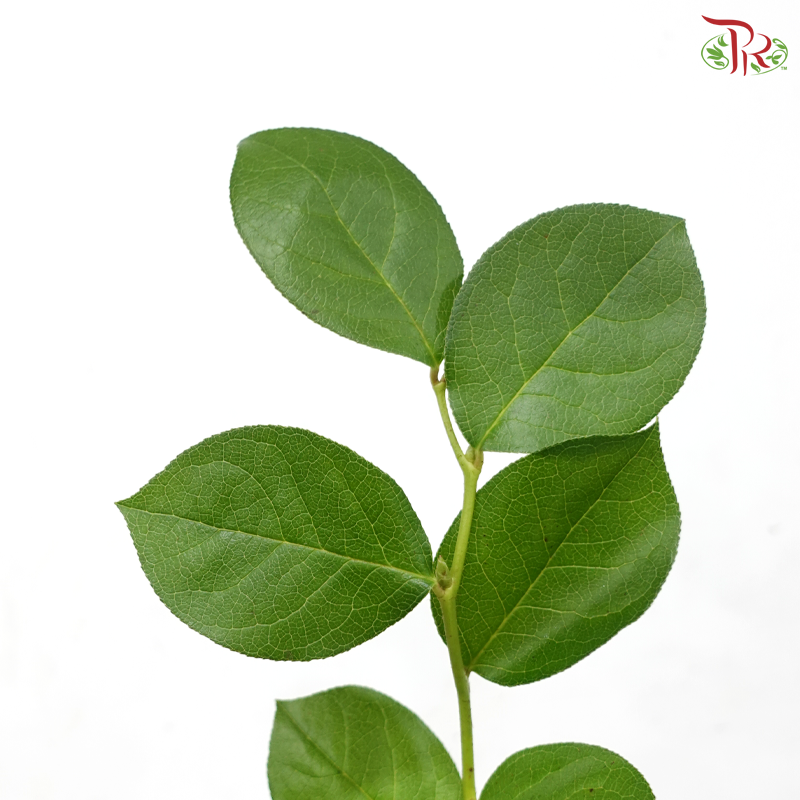 Salal Leaf Mini