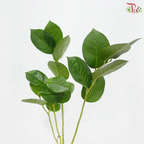 Salal Leaf Mini