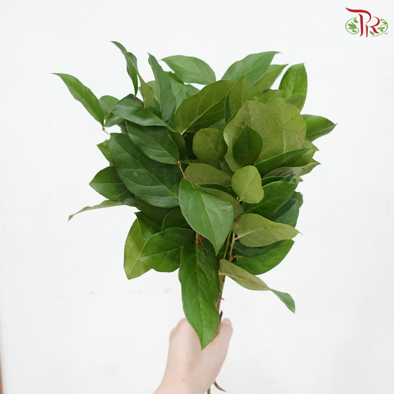 Salal Leaf Mini