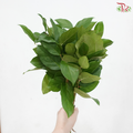 Salal Leaf Mini