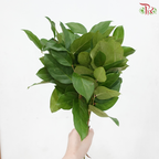 Salal Leaf Mini