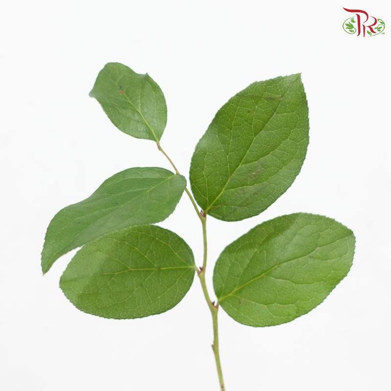 Salal Leaf Mini