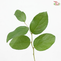 Salal Leaf