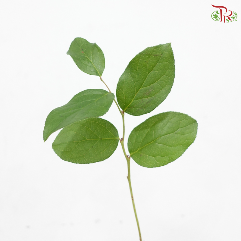 Salal Leaf Mini
