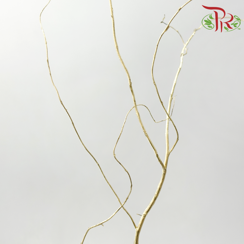 Salix - Gold (3 Stems)