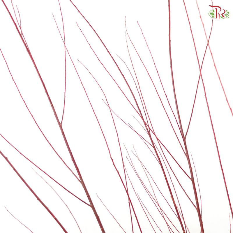 Salix Red (Per Bunch)