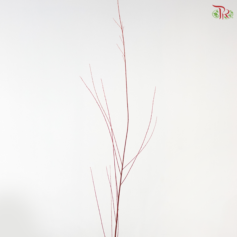 Salix Red (Per Bunch)