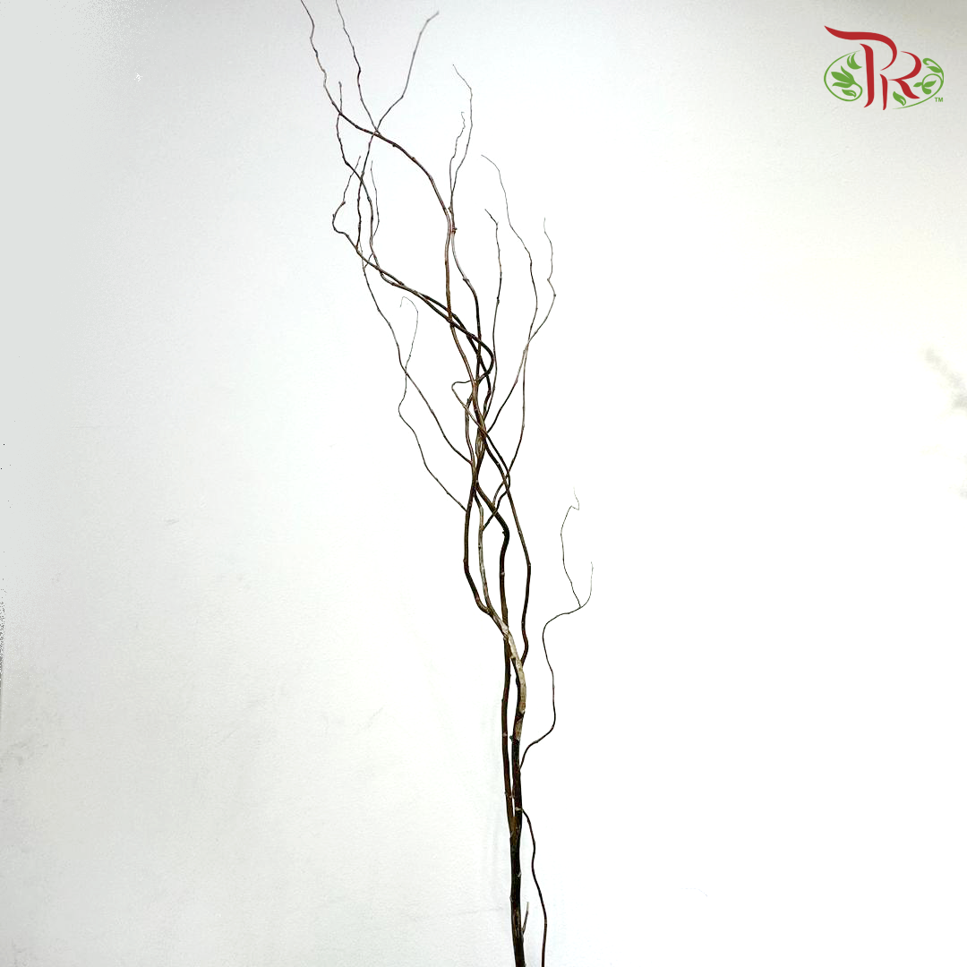 Salix Natural (Per Bunch)