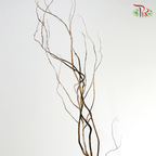 Salix Natural (Per Bunch)