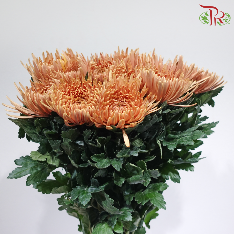 Anastasia / Net Mum Chrysanthemum - Amber Brown (12 Stems)