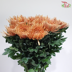 Anastasia / Net Mum Chrysanthemum - Amber Brown (12 Stems)