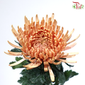 Anastasia / Net Mum Chrysanthemum - Amber Brown (12 Stems)