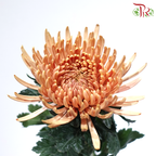 Anastasia / Net Mum Chrysanthemum - Amber Brown (12 Stems)