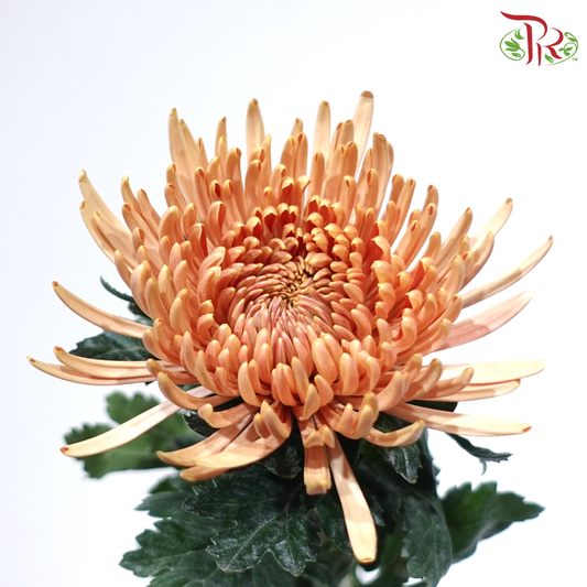 Net Mum Chrysanthemum - Amber Brown (12 Stems)