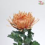 Anastasia / Net Mum Chrysanthemum - Amber Brown (12 Stems)