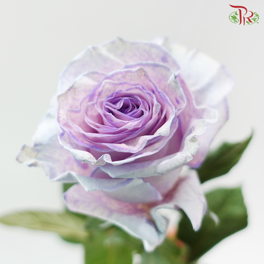 Ceres Rose - Sand Baby Blue (10 Stems)