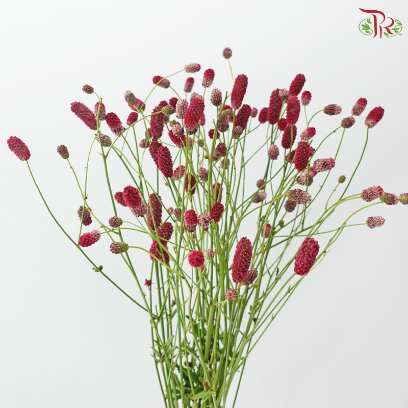 Sanguisorba (10 Stems)