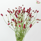 Sanguisorba (10 Stems)