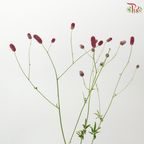 Sanguisorba (10 Stems)