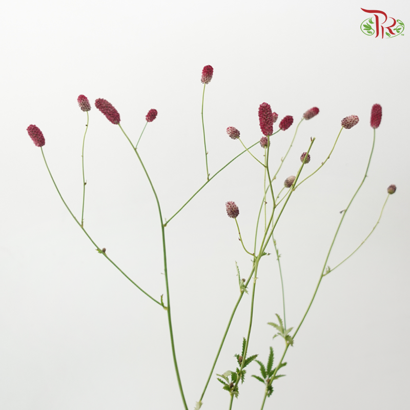 Sanguisorba (10 Stems)