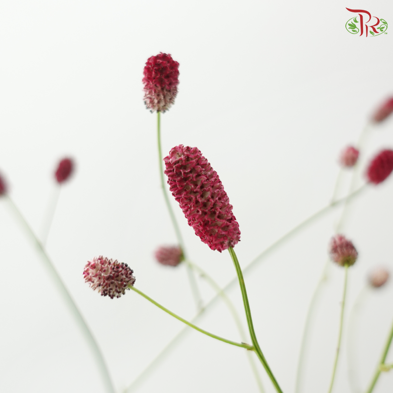 Sanguisorba (10 Stems)